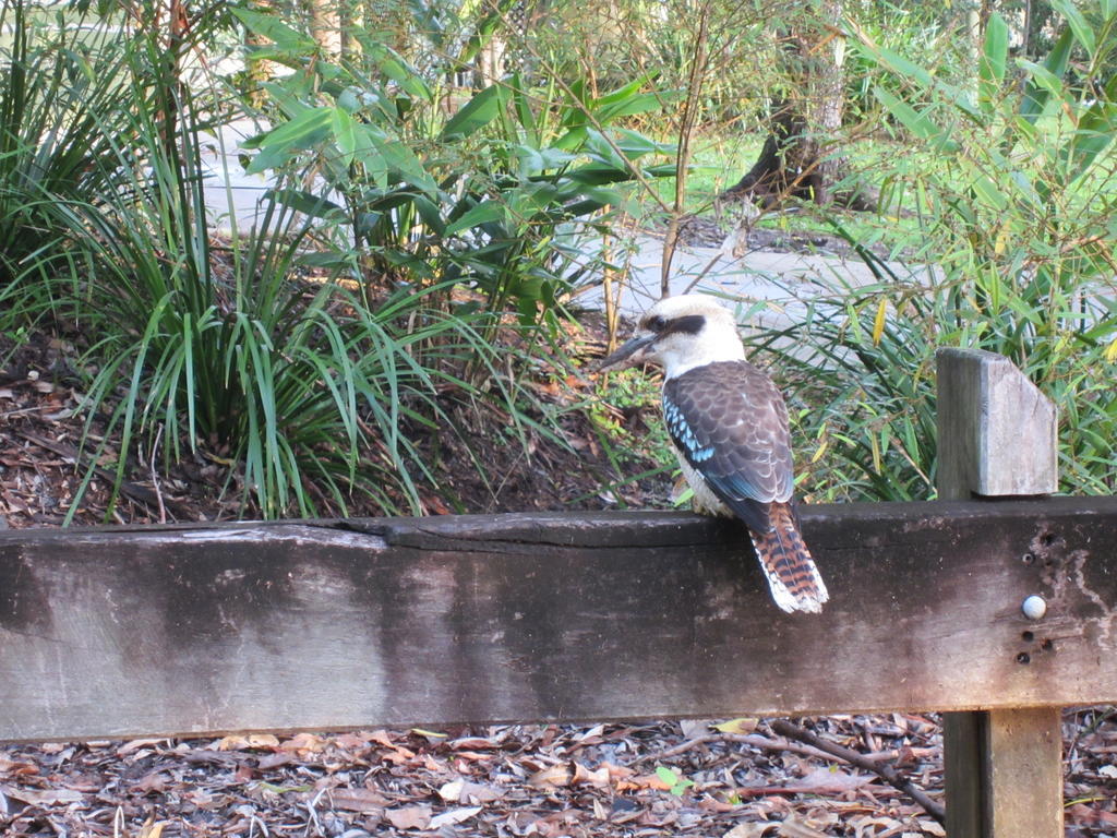 Eden Lodge Nambour Exteriör bild